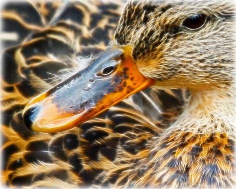 Mallard Hen Photograph by Steve McKinzie