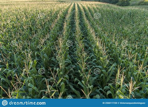 Close-up Aerial View of a Corn Field in September Stock Photo - Image ...