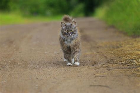 Gratis Afbeeldingen Natuur Wandelen Dier Schattig Dorp Wildlife