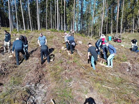 200 osób sadziło las na Kaszubach Akcja Łączą nas drzewa Głos Pomorza