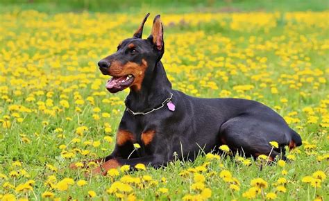 Golden Retriever vs. Doberman: 10 Differences Between Them – Golden Hearts