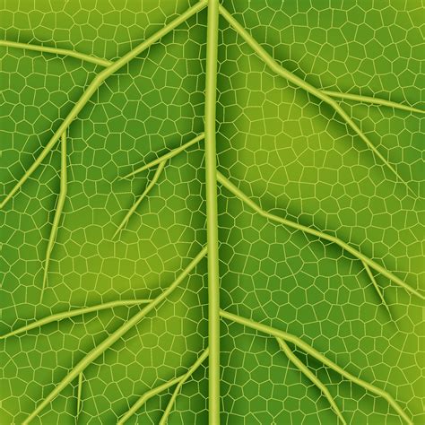 Green Leaf Texture 14310340 Vector Art at Vecteezy