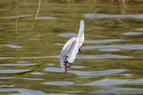 Premium Photo Bird On A Lake