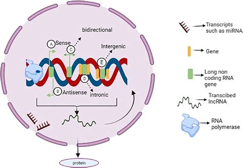 Frontiers The Involvement Of Long Non Coding RNAs In Glioma From