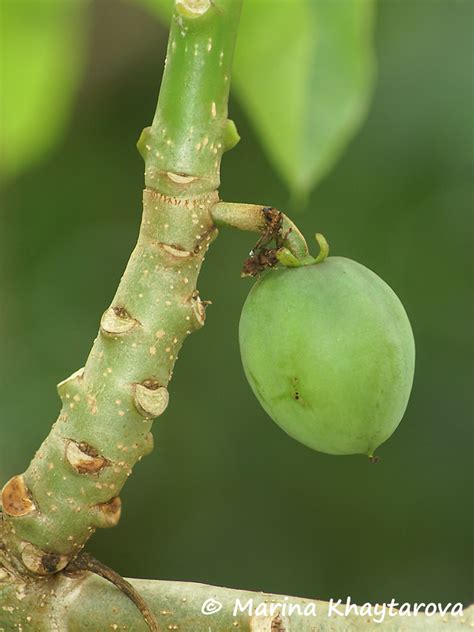 Trees Of Tropical Asia Jatropha Curcas