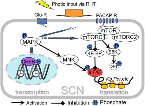 Frontiers MTOR Signaling Translational Control And The Circadian