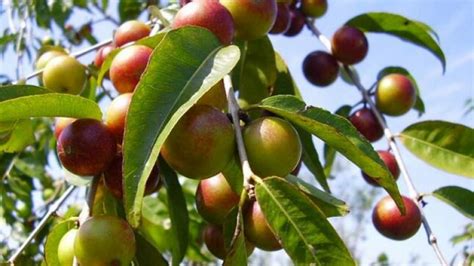 Inacal Promueve Est Ndares De Calidad En La Cadena Productiva De Camu Camu