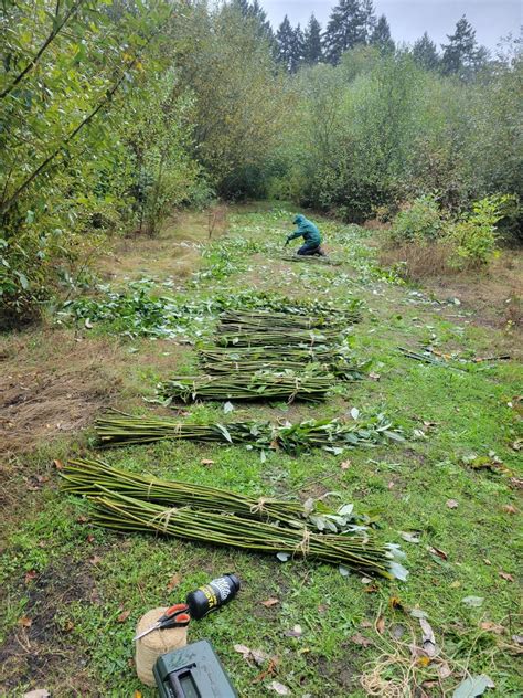 Little Washougal River and Manley Creek Restoration | Green Banks LLC
