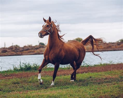 Karabakh horses on Behance