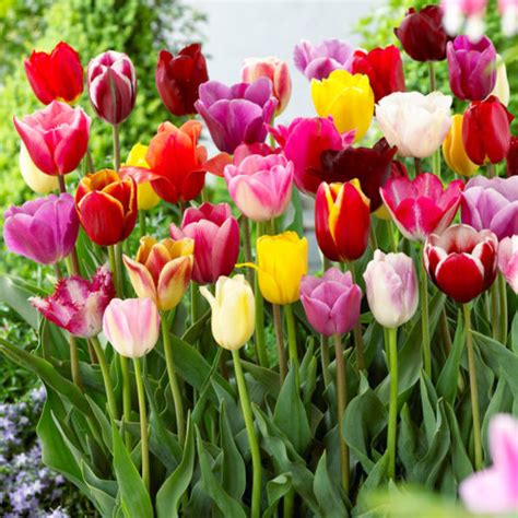 Tulip Bulbs Buy Importedtreated Tulip Bulbs Online In Pakistan Baghpk