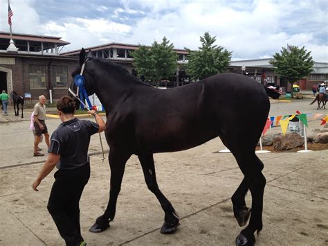 Amish Horses: Percheron Horse Show