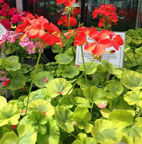 Crystal Palace Fancy Leaf Geranium Plant