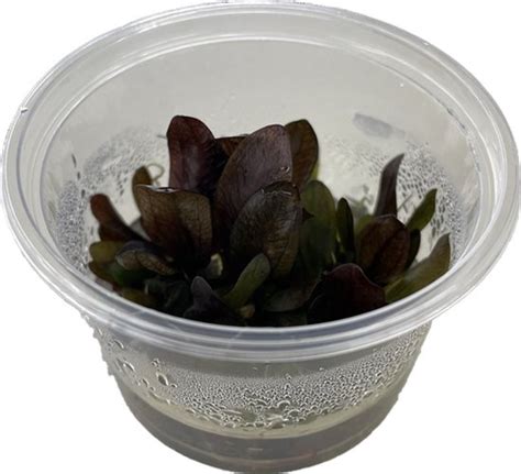 Echinodorus Reni Cc Invitro Aquariumplant In Cup Aquarium