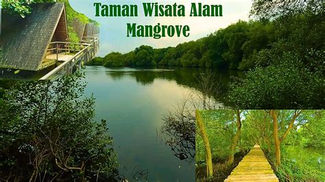 Exploring Taman Wisata Alam Mangrove Angke Kapuk 4K Walking Tour