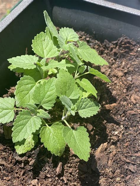 20 Plants That Prefer Dry Soil Balcony Garden Web