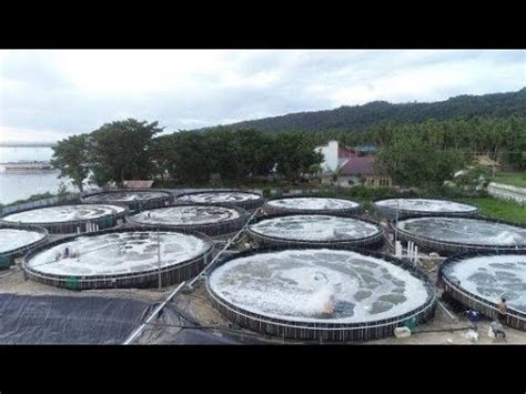 Luar Biasa Budidaya Udang Vaname Sistem Bioflok Dalam Kolam Bundar