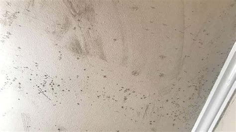 What Causes Mold Spots On Bathroom Ceiling | Shelly Lighting