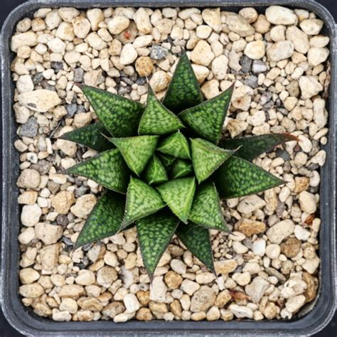 haworthia hybrid variegata   splendens gm haworthialand