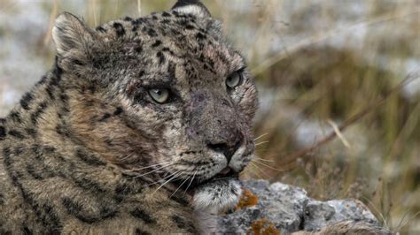 Frozen Kingdom Of The Snow Leopard National Geographic For Everyone In Everywhere