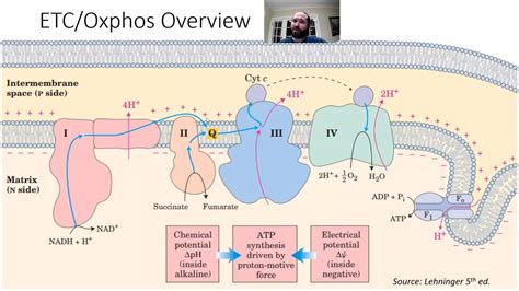 Mcat Metabolism Part Pentose Phosphate Pathway Electron Transport