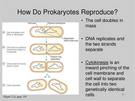 Ppt How Do Bacteria Reproduce Powerpoint Presentation Id 266074