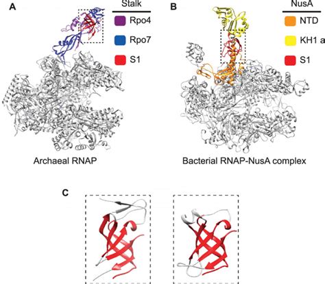 Structure Comparisons Of Archaeal Rnap And The Bacterial Rnap Nusa