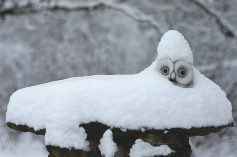 Free photo: Snow, Owl, Winter, Snowy Owl, White - Free Image on Pixabay - 1152613