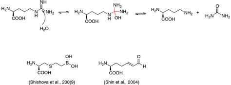 Arginase catalyzed reaction and representative inhibitors of the enzyme ...