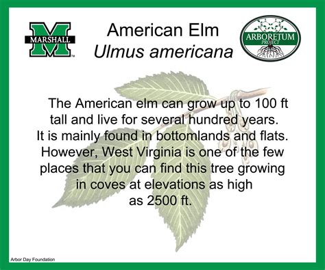 American Elm – Marshall University Arboretum Project