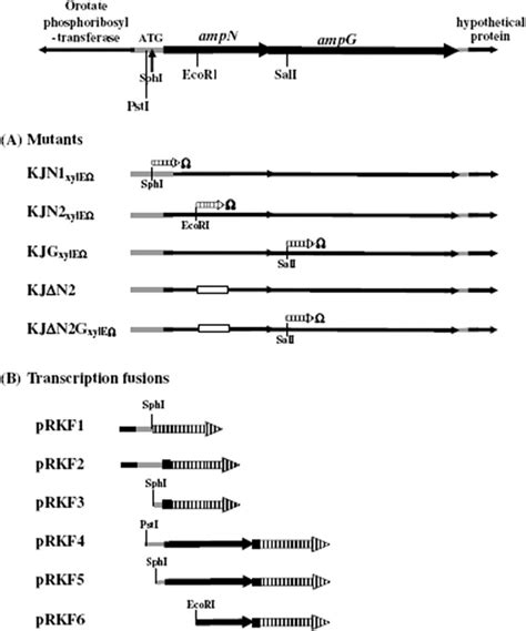 Genomic Organization Surrounding The Ampn Ampg Operon Of S Maltophilia