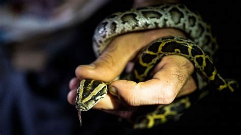 Burmese Pythons Are Destroying Floridas Ecosystem These Snake Hunting