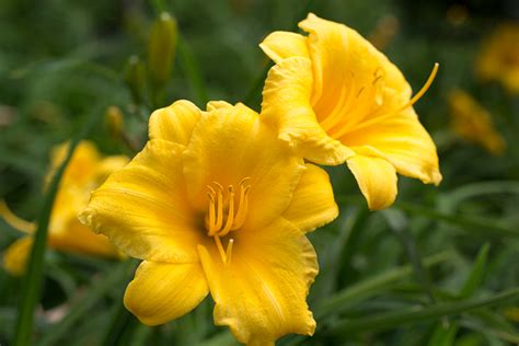 Stella De Oro Daylily