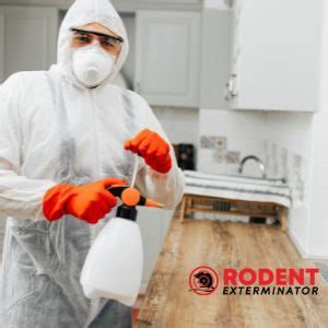 How do rodent exterminators repair the damage of an infestation ...