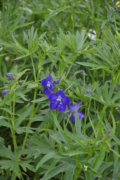 Delphinium X Belladonna Atlantis Frikarti Stauden Ag