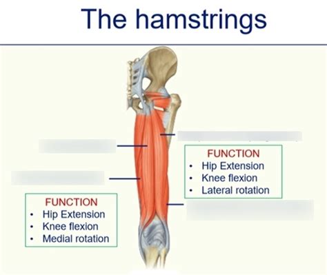 Diagram Of The Hamstrings Quizlet