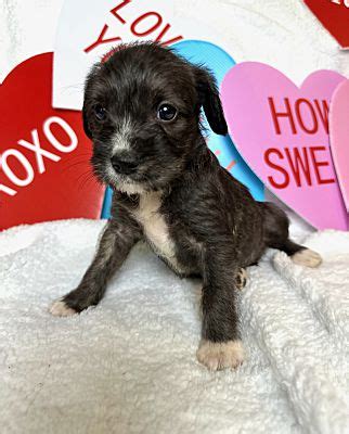 Mansfield Tx Terrier Unknown Type Medium Schnauzer Miniature