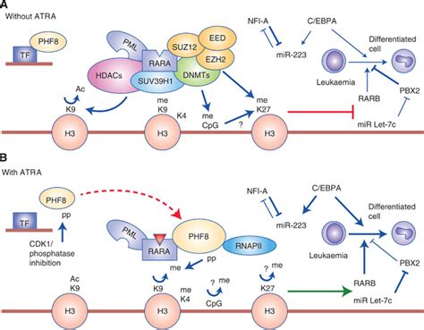 Epigenetic Functions Of Pmlraralpha In Apl Pathogenesis And Treatment