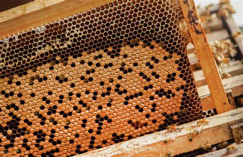 Bee hive or bee nest where honey is harvested Photograph by Mohammed ...