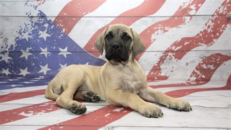 Razze Di Cani Di Origine Americana Le Principali Razze Pi Diffuse