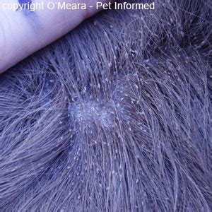 What Do Chewing Lice Look Like On Dogs