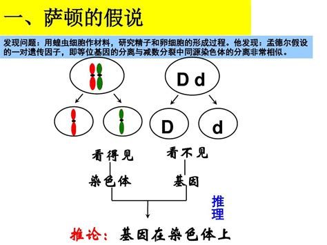 高中生物必修二第二章第二节基因在染色体上word文档在线阅读与下载无忧文档