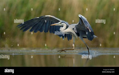 Grey Heron Ardea cinerea adult bird taking off Kiskunság National