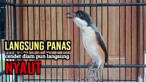 Cendet Gacor FULL ISIAN Buat Pancingan Cendet Agar Bunyi Jadikan Burung