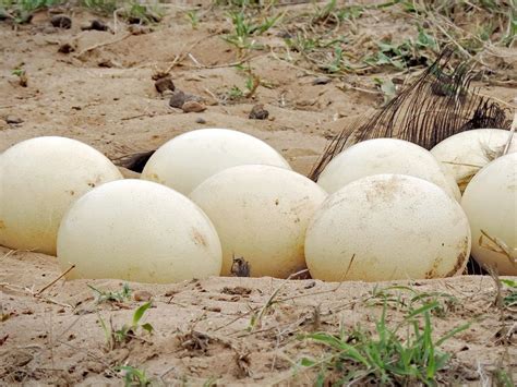 What Bird Lays The Largest Egg 9 Biggest Bird Eggs In Birdfact