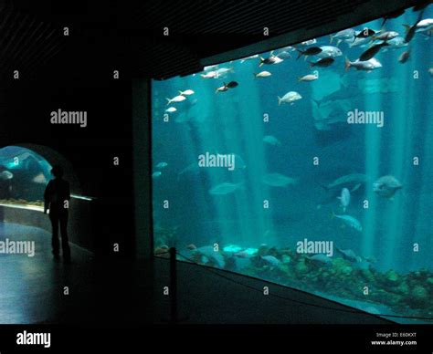 Veracruz aquarium, Mexico Stock Photo - Alamy