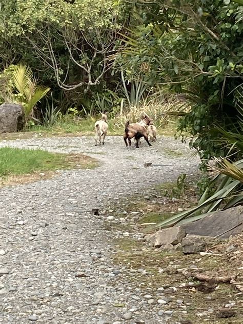 Domestic Goat From Buller District West Coast New Zealand On August