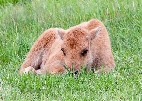 Awww! Baby bison - Yellowstone | Animals beautiful, Baby bison, Animals