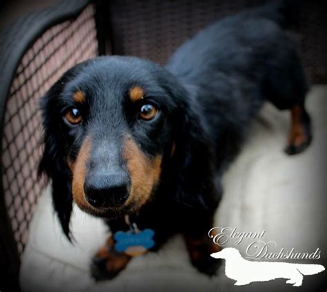 Pin on BLACK AND TAN DACHSHUNDS