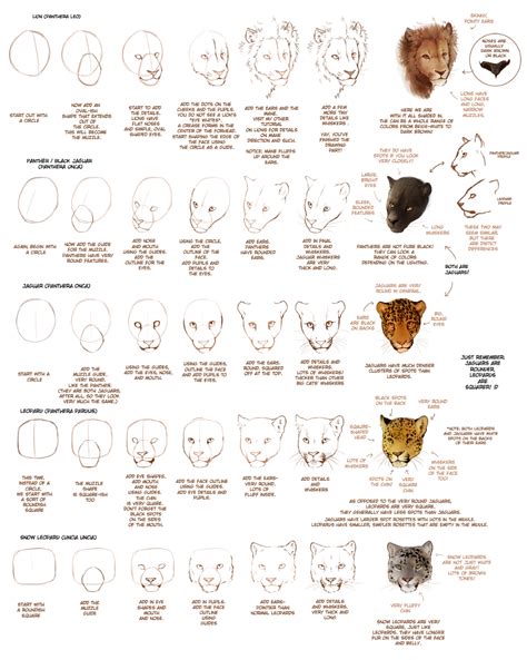 Old How To Draw Big Cats Part 1 By Tamberella On Deviantart Cat