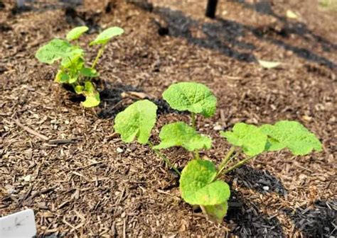 grow hollyhocks from seed easily